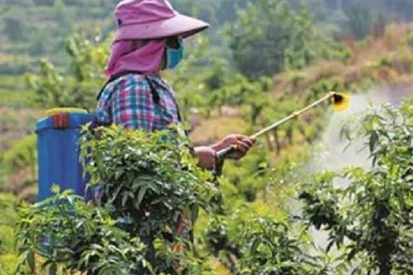 花椒介壳虫的危害,主要危害花椒的嫩芽