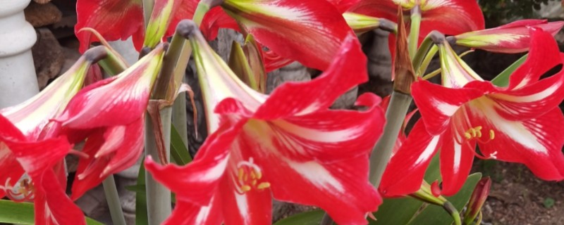 朱顶红出花苞了如何管理，要遵循薄肥勤施的原则