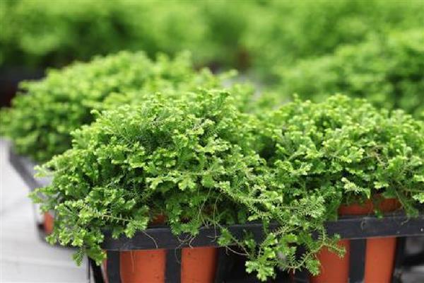 怎么养殖幸福草，根据土壤的干湿度去浇水