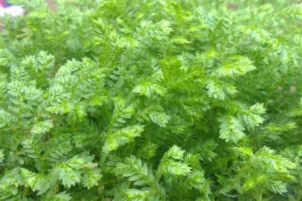 怎么养殖幸福草，根据土壤的干湿度去浇水