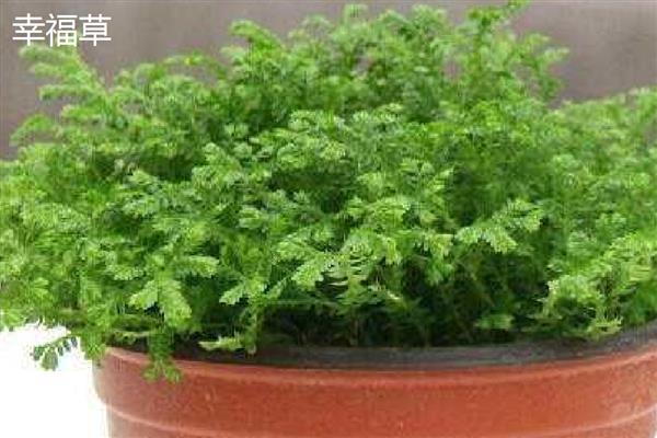 怎么养殖幸福草，根据土壤的干湿度去浇水