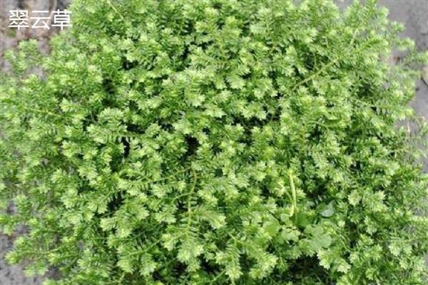 怎么养殖幸福草，根据土壤的干湿度去浇水