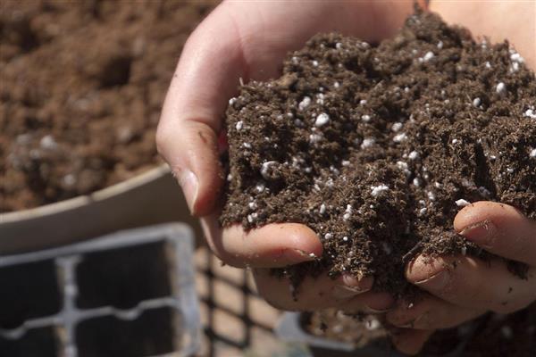 盆栽万年青的养殖方法，喜欢半阴的生长条件