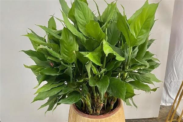 盆栽万年青的养殖方法，喜欢半阴的生长条件