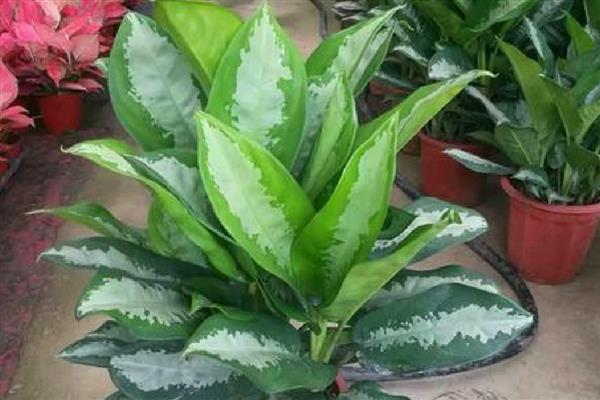 盆栽万年青的养殖方法，喜欢半阴的生长条件