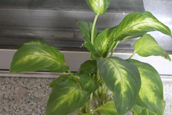 盆栽万年青的养殖方法，喜欢半阴的生长条件