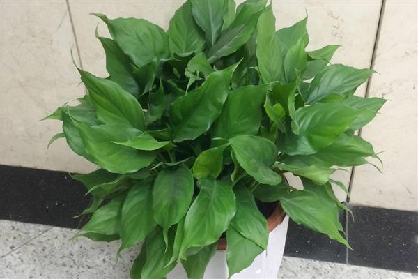 盆栽万年青的养殖方法，喜欢半阴的生长条件