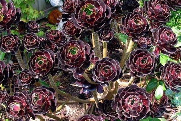 多肉小黑衣如何养殖，生长需要充足的阳光