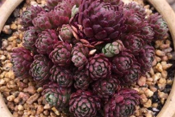 多肉小黑衣如何养殖，生长需要充足的阳光