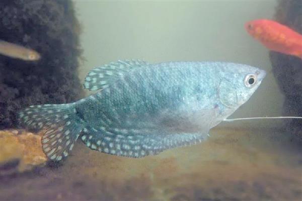 曼龙鱼的食物，可饲喂活饵或人工饲料