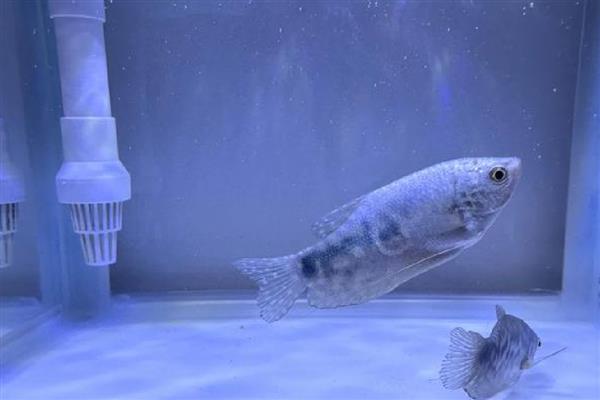 曼龙鱼的食物，可饲喂活饵或人工饲料