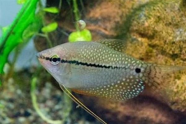 曼龙鱼的食物，可饲喂活饵或人工饲料