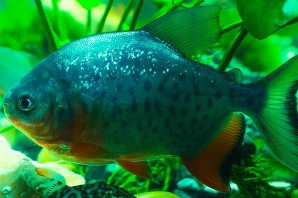 曼龙鱼的食物，可饲喂活饵或人工饲料