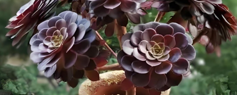 法师叶子焦边的原因，可能是强光暴晒所致