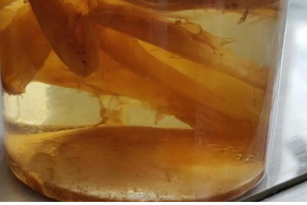 红茶菌如何制作，糖、茶和水要按比例准备好