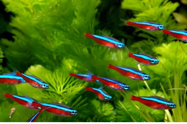 红绿灯是上层鱼还是下层鱼，属于下层鱼