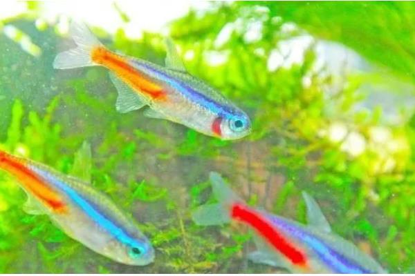 红绿灯是上层鱼还是下层鱼，属于下层鱼