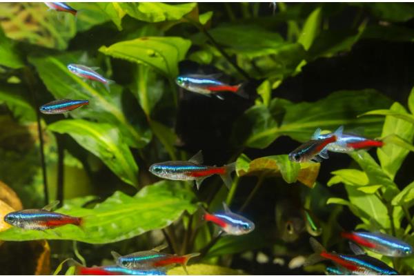 红绿灯是上层鱼还是下层鱼，属于下层鱼