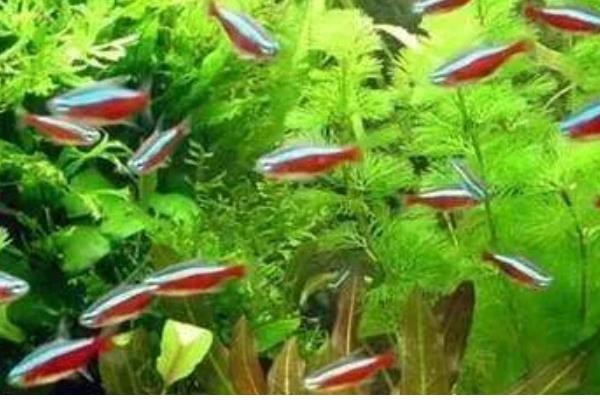 红绿灯是上层鱼还是下层鱼，属于下层鱼