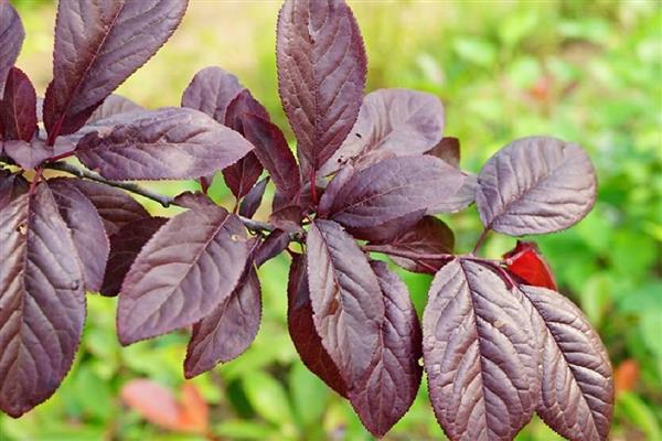 紫叶李是不是樱花，品种、花朵、叶片都不同