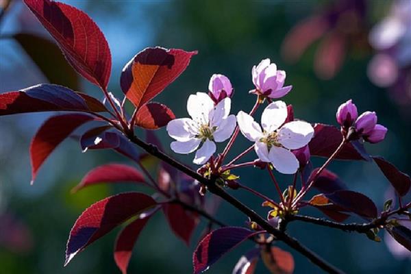 紫叶李是不是樱花，品种、花朵、叶片都不同