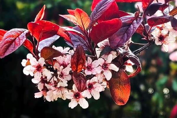 紫叶李是不是樱花，品种、花朵、叶片都不同