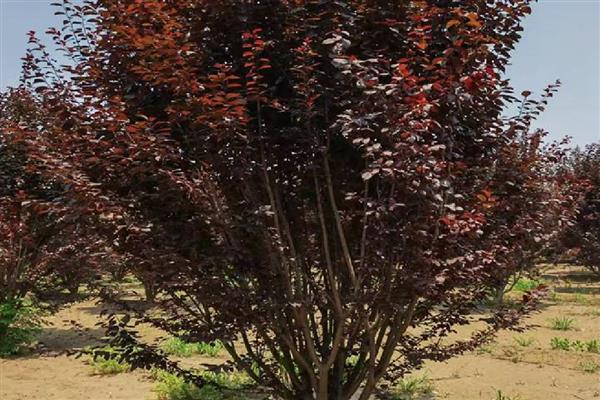 紫叶李是不是樱花，品种、花朵、叶片都不同