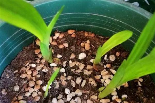 香雪兰种球如何种植,通常是在秋季进行栽种