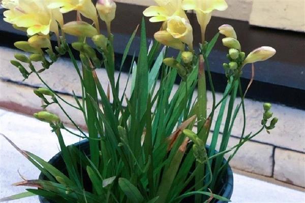 香雪兰种球如何种植,通常是在秋季进行栽种