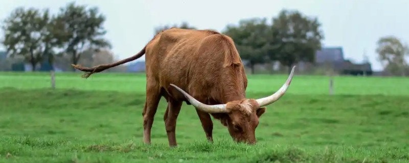 牛吃草的特点，会出现反刍