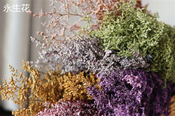 永生花与干花的区别，制作工艺和手感均不同