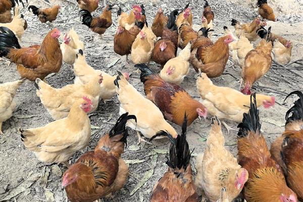 鸡爪子的数量，有2个爪子