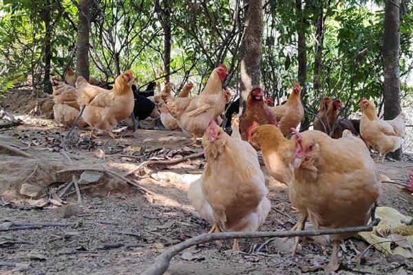 鸡爪子的数量，有2个爪子