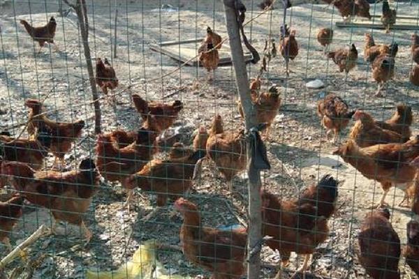 鸡爪子的数量，有2个爪子