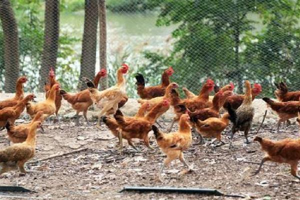 鸡爪子的数量，有2个爪子