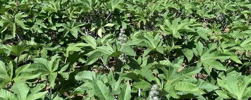 蓖麻怎么管理，苗高达到40-50厘米要打顶