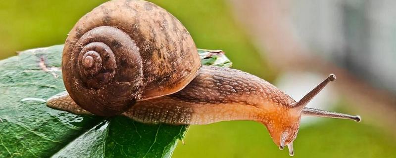 蜗牛有几颗牙齿，有两万五千六百颗牙齿