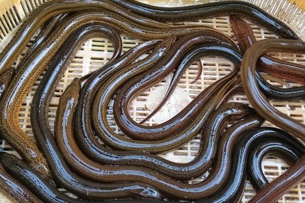黄鳝的食物，摄食小鱼虾、河蚌等动物