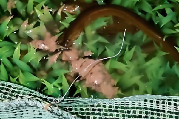 黄鳝的食物，摄食小鱼虾、河蚌等动物