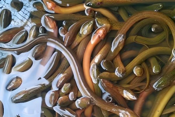 黄鳝的食物，摄食小鱼虾、河蚌等动物