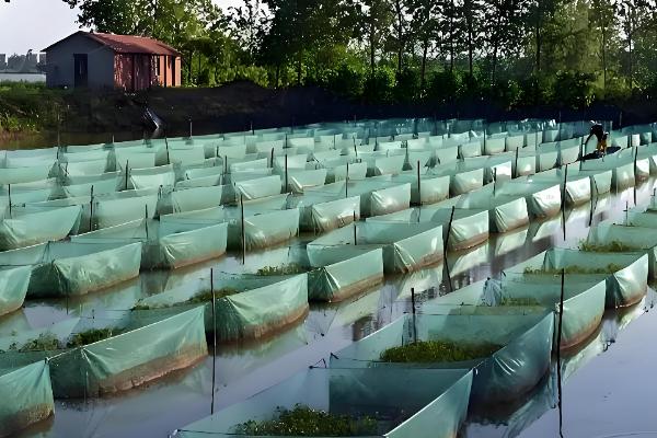 黄鳝的食物，摄食小鱼虾、河蚌等动物