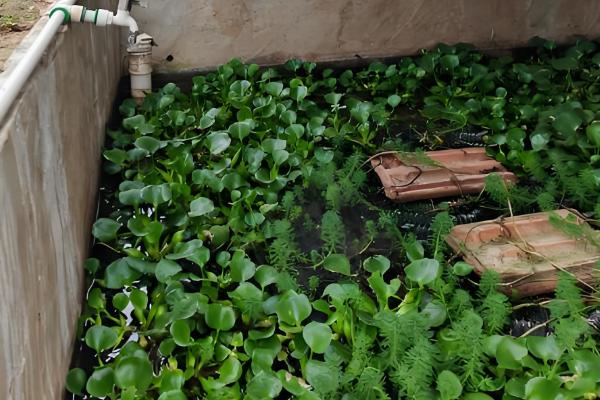 黄鳝的食物，摄食小鱼虾、河蚌等动物