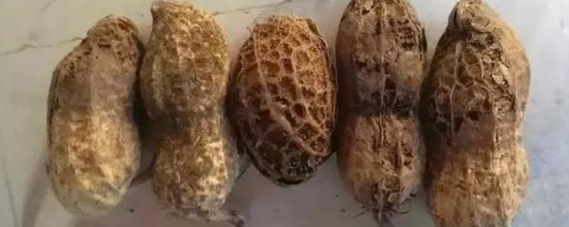 花生果腐病怎么防治，发病初期用恶霉灵等药物灌根