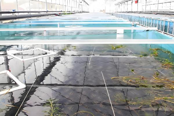 黄鳝的食物，摄食小鱼虾、河蚌等动物