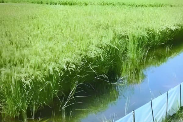 黄鳝的食物，摄食小鱼虾、河蚌等动物