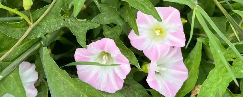 打碗花与牵牛花的区别是什么，株型和生长习性均不同