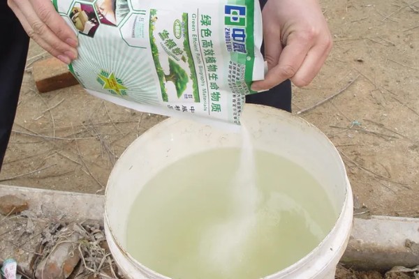 生根粉泡久了植物会死亡吗，植株会由于发生药害而死亡