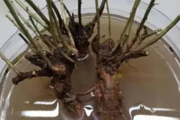 生根粉泡久了植物会死亡吗，植株会由于发生药害而死亡