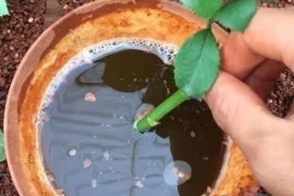 生根粉泡久了植物会死亡吗，植株会由于发生药害而死亡