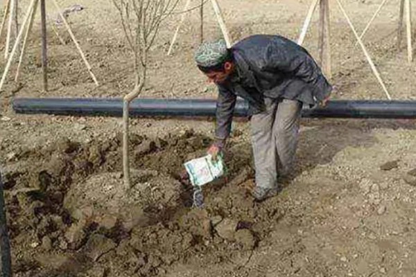 生根粉泡久了植物会死亡吗，植株会由于发生药害而死亡